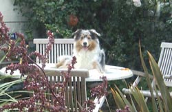 Hond aan tafel