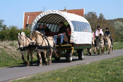 Paarden achter de huifkar