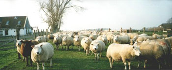 Schapen